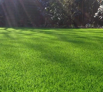Sunlight on Artificial Grass 360x320