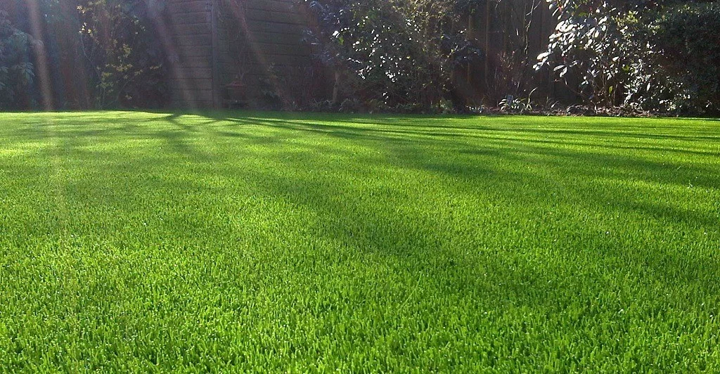 Sunlight on Artificial Grass